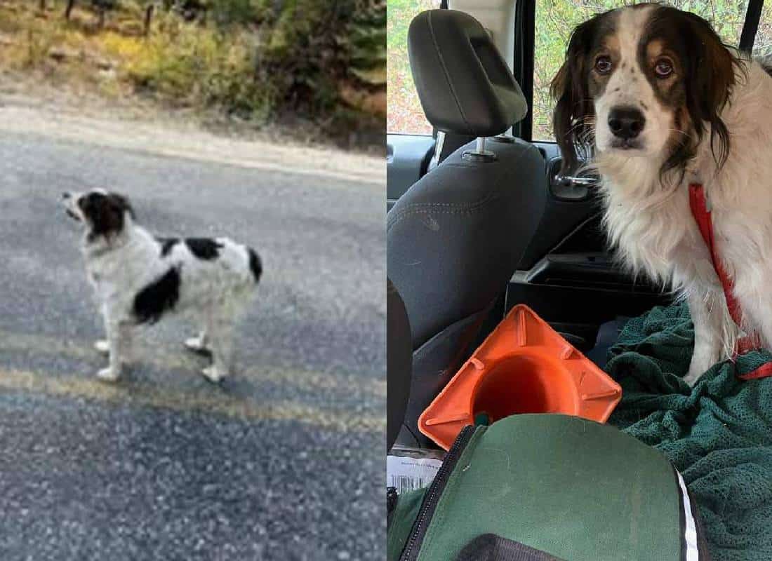 הכלבה חסמה את הכביש כדי להציל את בעליה שנפצע ביער סמוך