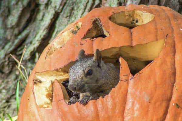 והימים, ימי ראשית הפאמפקין: כשכל פינה בקליפורניה צבועה כתום זה סימן שאתם יכולים ליהנות