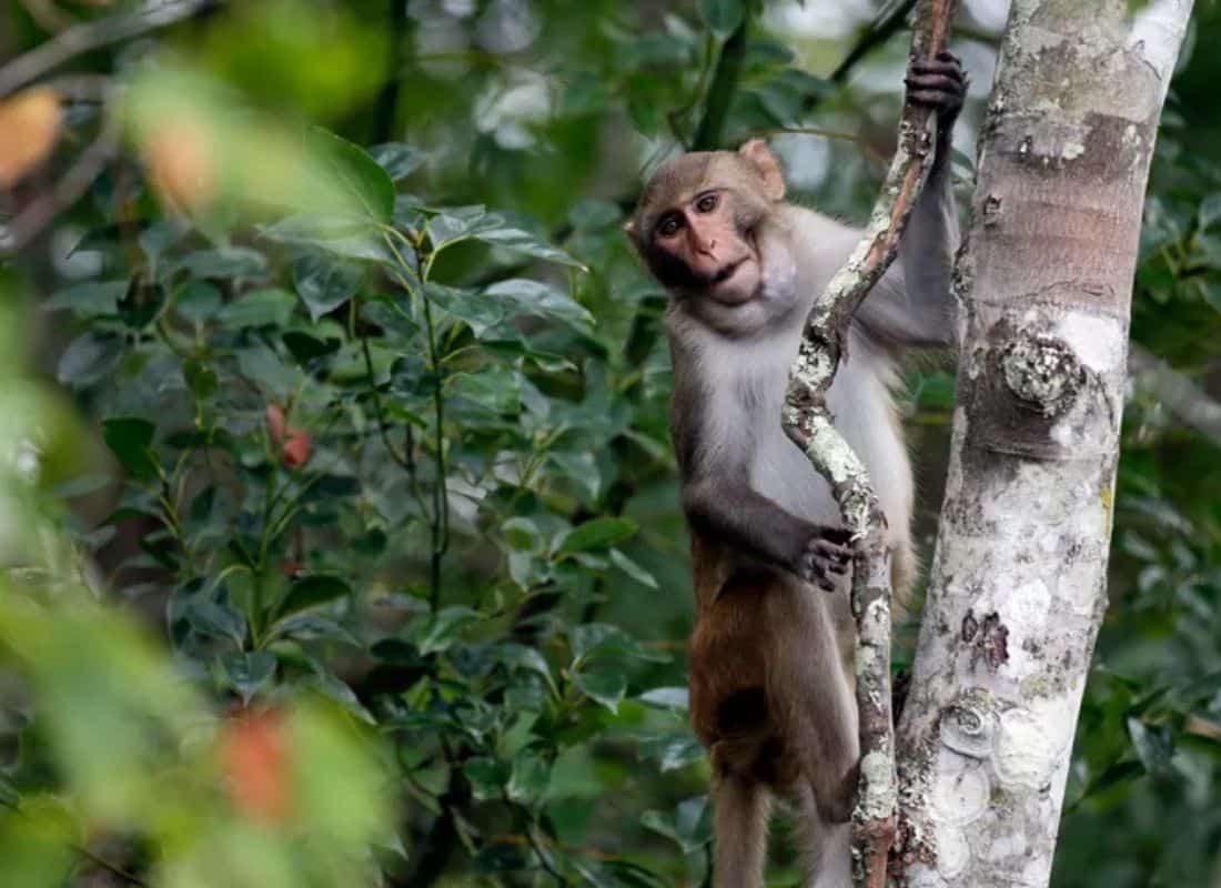 בריחה מטורפת: 42 קופי מעבדה עדיין משוטטים חופשי בדרום קרוליינה