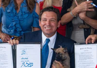 חוק חדש בפלורידה: נטישת חיות מחמד תוביל למאסר 