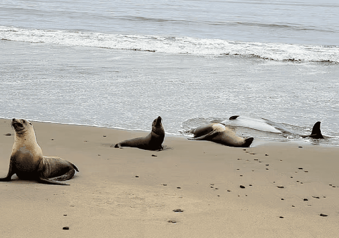 טרגדיה סביבתית: חופי דרום קליפורניה מלאים בדולפינים ואריות ים שהורעלו מאצות מסוכנות