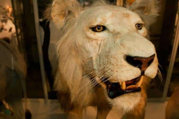 בואו להביט לאריות בעיניים: תערוכה חדשה מביאה את הספארי של אפריקה לבוסטון