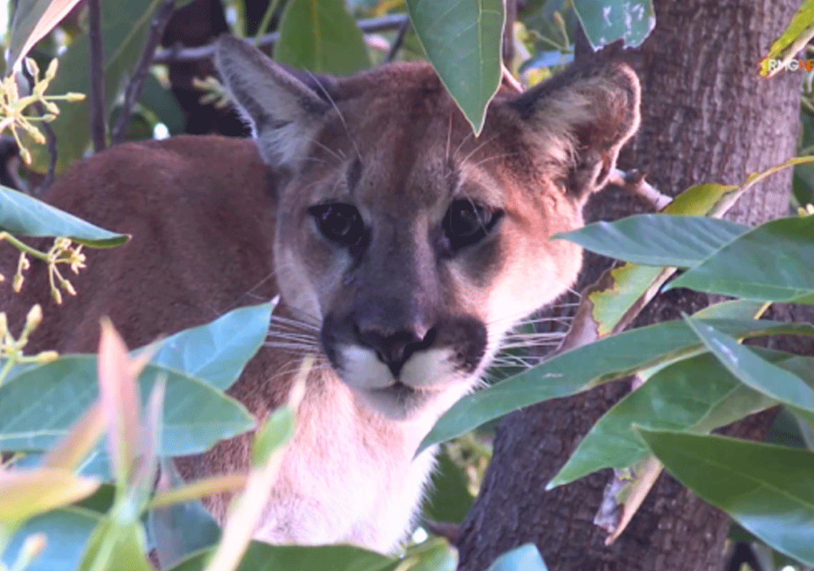 רגעי חרדה בלב הוואלי של לוס אנג'לס: תושבת וודלנד הילס גילתה פומה מביטה בה בחצר ביתה