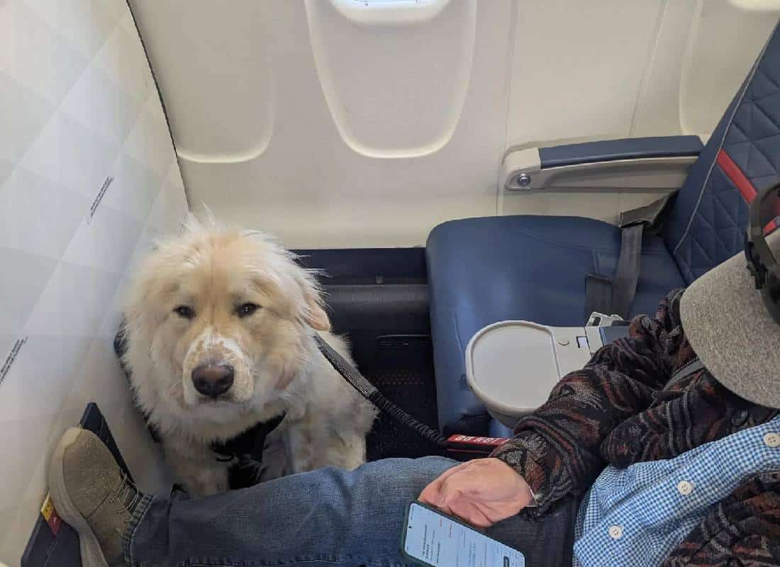 זעם במחלקה ראשונה: נוסע דלתא נאלץ לפנות את מושבו - לטובת כלב