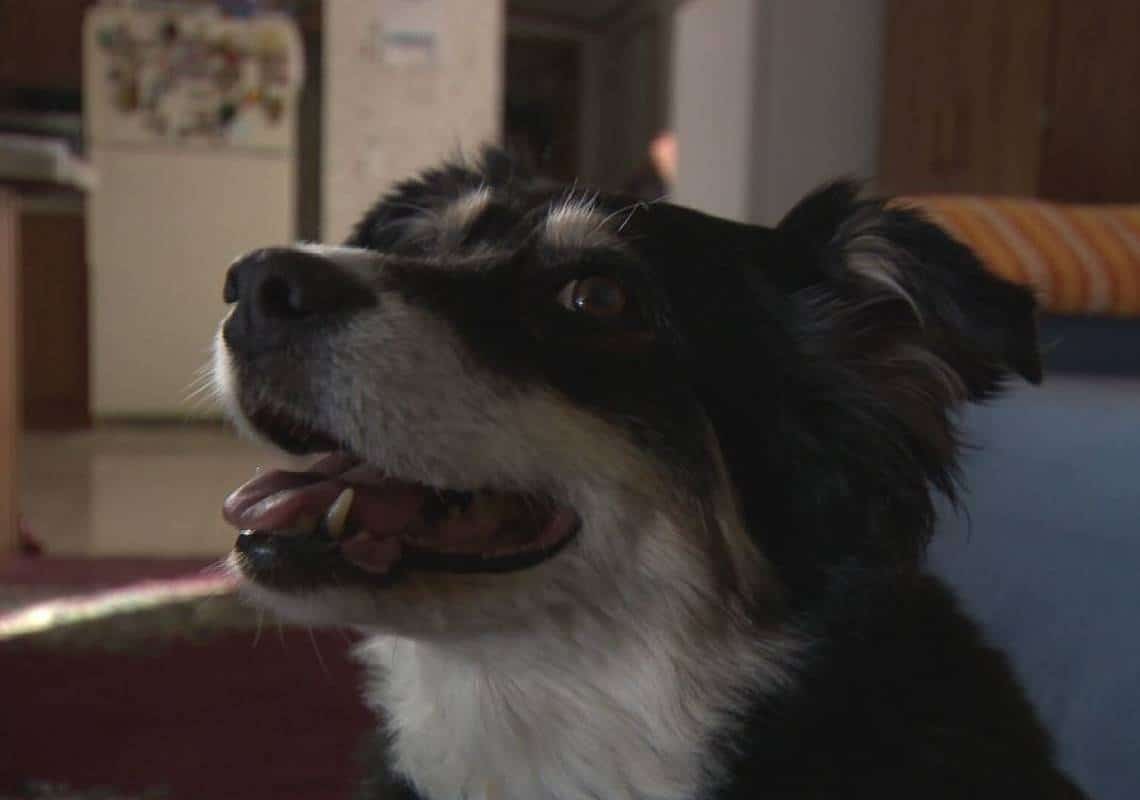 לא תצטרך להתכלב: הכירו את לולו, בורדר קולי בת 8 שקיבלה בירושה 5 מיליון דולר