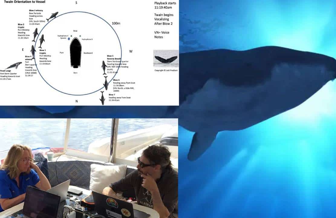 "פריצת דרך בתקשורת עם לוויתנים תסייע לשוחח עם חייזרים"