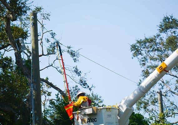 לוס אנג'לס: קריסת עץ גרמה להפסקת חשמל