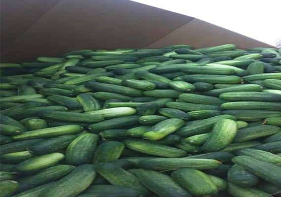 נפטרים מהמלאי: 20 טון מלפפונים מוצעים בחינם באוהיו