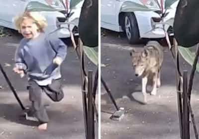רגעי אימה בלוס אנג'לס: זאב ערבות נכנס דרך שער הבית ורדף אחרי ילד בן שלוש