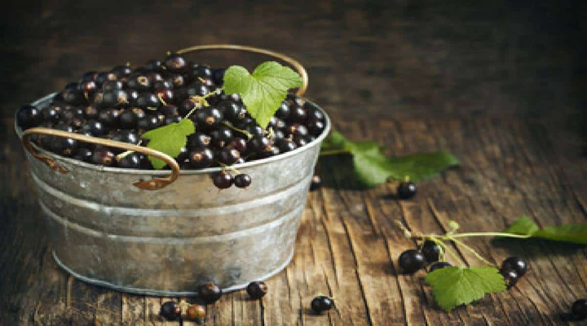 דלקות כרוניות? הכירו את פלא תמיסת הדומדמניות השחורות