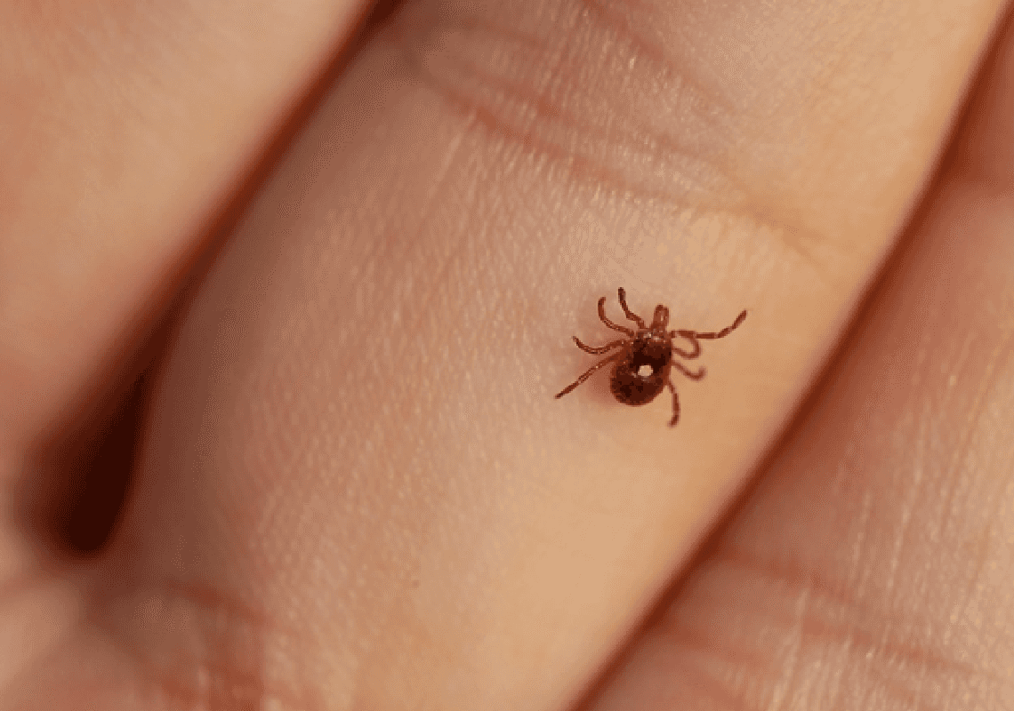 היזהרו: קרציה המעבירה מחלה מסוכנת נמצאה בחופי קליפורניה