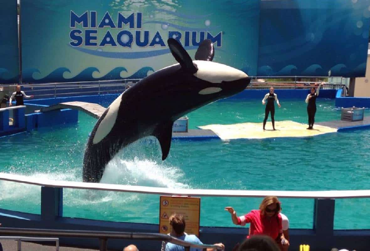 "מסמר באורך 2 אינץ' נמצא בגרון של דולפין": בעיות מדאיגות ב''סיקווריום'' במיאמי