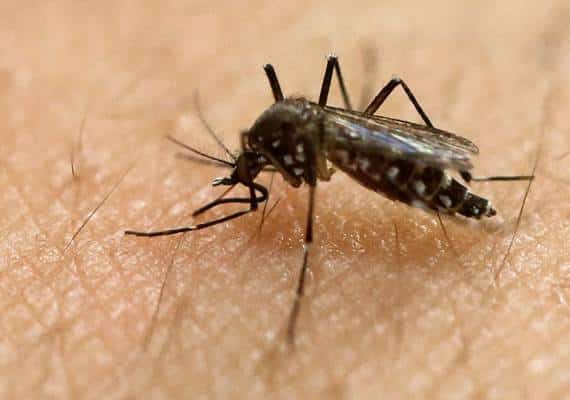  לוס אנג'לס: מקרה ראשון של נגיף זיקה שהועבר במגע מיני 