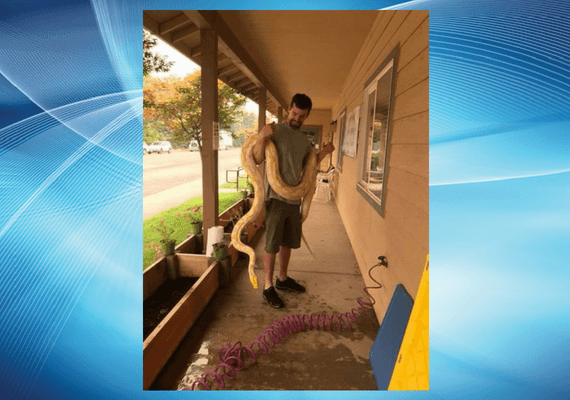 קליפורניה: אם האש לא מספיק מסוכנת, על תושבי האזור להיזהר גם מנחש ענק שנמלט מבעליו