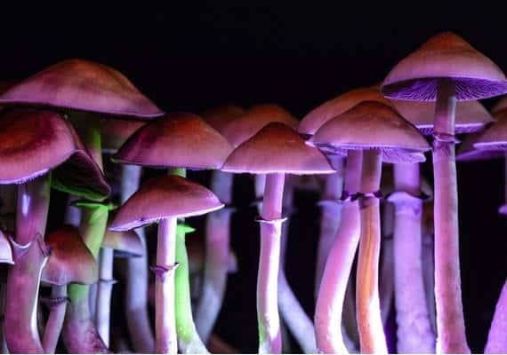 העיר הזאת בקליפורניה התירה שימוש בפטריות הזיה, ואפילו נתנה כמה המלצות