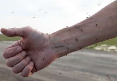 מגנט ליתושים? זו הסיבה שהם בוחרים דווקא בכם