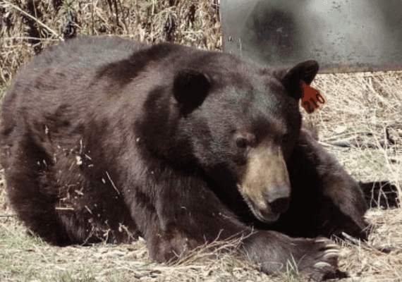 קליפורניה: צייד התקרב לדוב לאחר שירה בו חץ, הדוב נקם בו