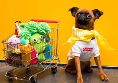 סוף שבוע פרוותי: כוכבי אינסטגרם על ארבע, דוכנים צבעוניים ואזור אימוץ שמחכה לכם בלוס אנג'לס