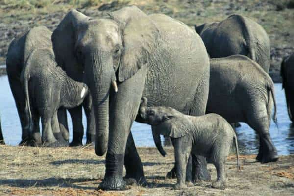 גם אנחנו רוצים כאלה גנים טובים: גן זומבי שנמצא בפילים הופך אותם לעמידים בפני סרטן 