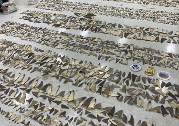 תפיסה חריגה במיאמי: אלפי סנפירים של כרישים אותרו בנמל