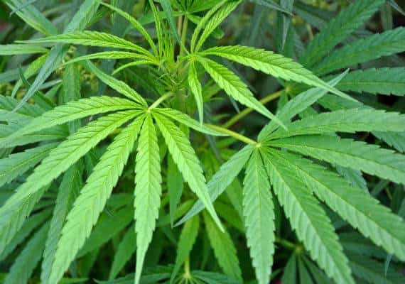 קליפורניה: מעשנים מריחואנה? תאלצו לחכות עוד להורדת המחירים