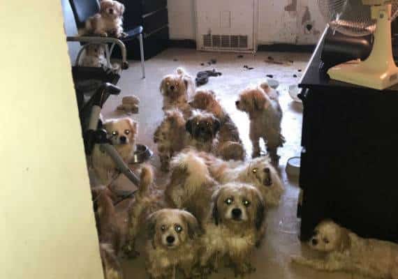 33 כלבי שיצו מוזנחים נמצאו בדירה בניו יורק: הבעלים כינה אותם "הילדים שלי"