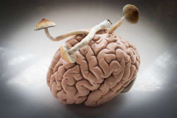 מחקר: פטריות יכולות להפחית את הסיכון לפתח בעיות זיכרון