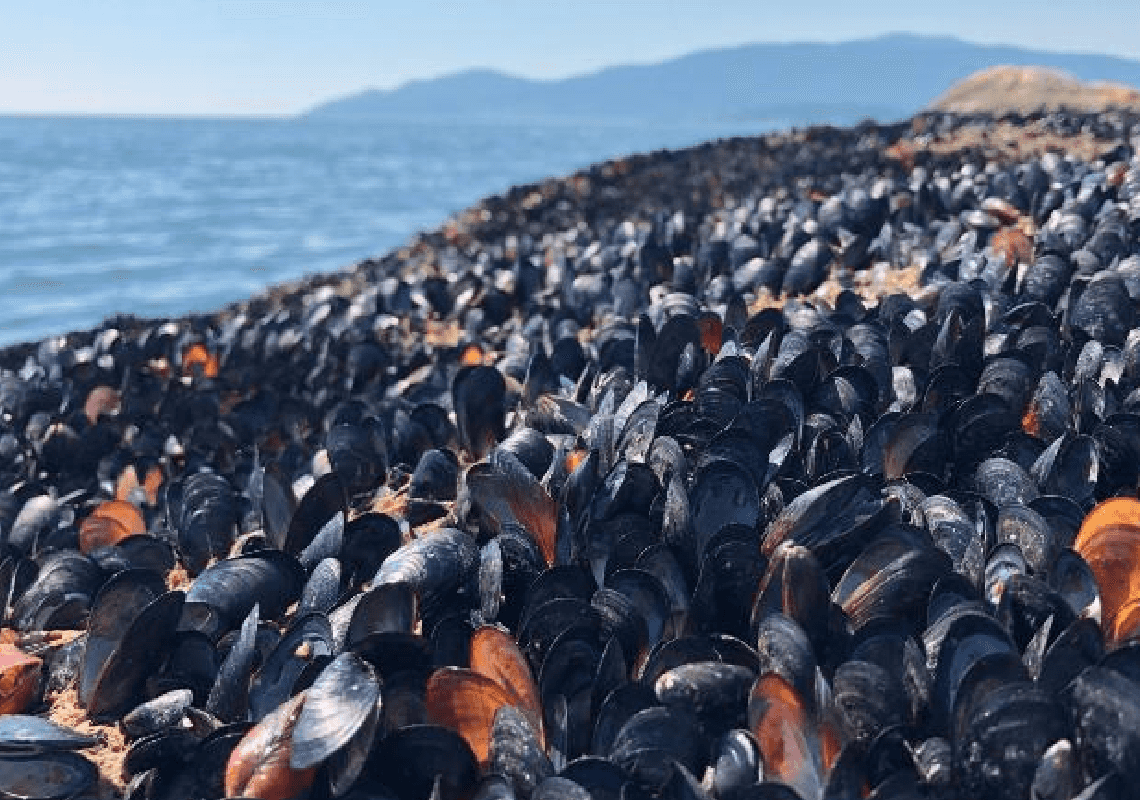 נזקי שינויי האקלים: גל החום ההרסני הביא להשמדה של כמיליארד יצורים ימיים בקנדה