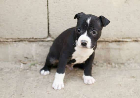 ניו יורק: צעיר התעלל בגור הכלבים של חברתו - ונשלח למאסר