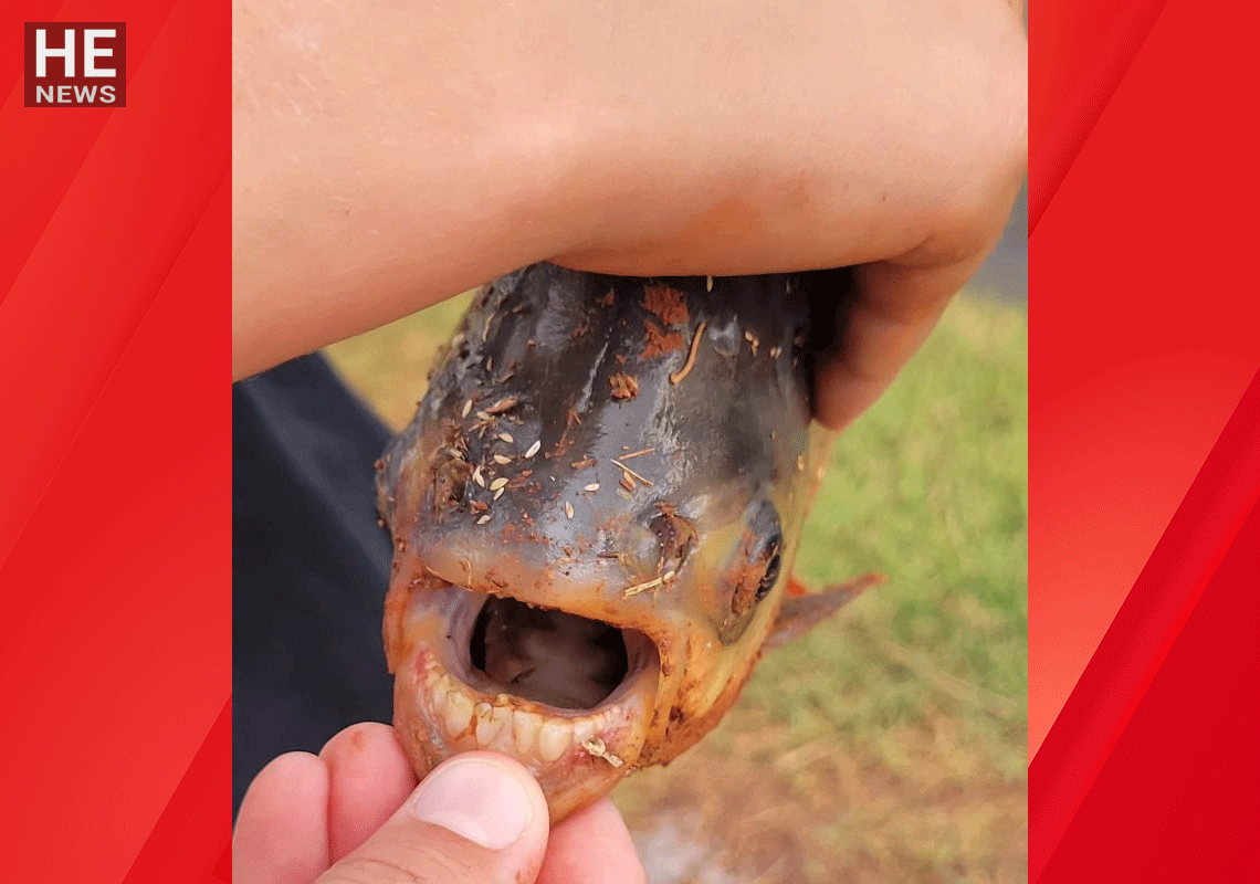 "מקומו לא בארה"ב": תעלומה במים - מי שיחרר דג טורף עם שיני אדם לתוך אגם שכונתי