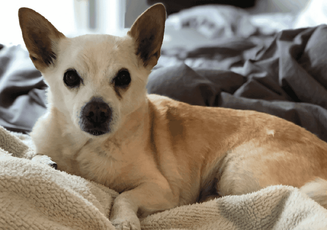 גאווה מקומית: הכלב המבוגר בעולם - מלוס אנג'לס 