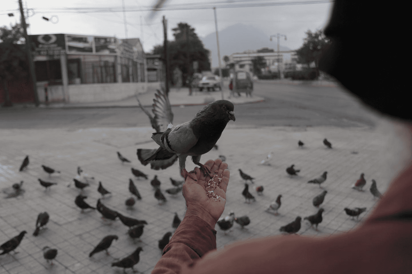 לוס אנג'לס: חסר בית תובע את העירייה לאחר שהרגה 18 יונים שהיו ברשותו