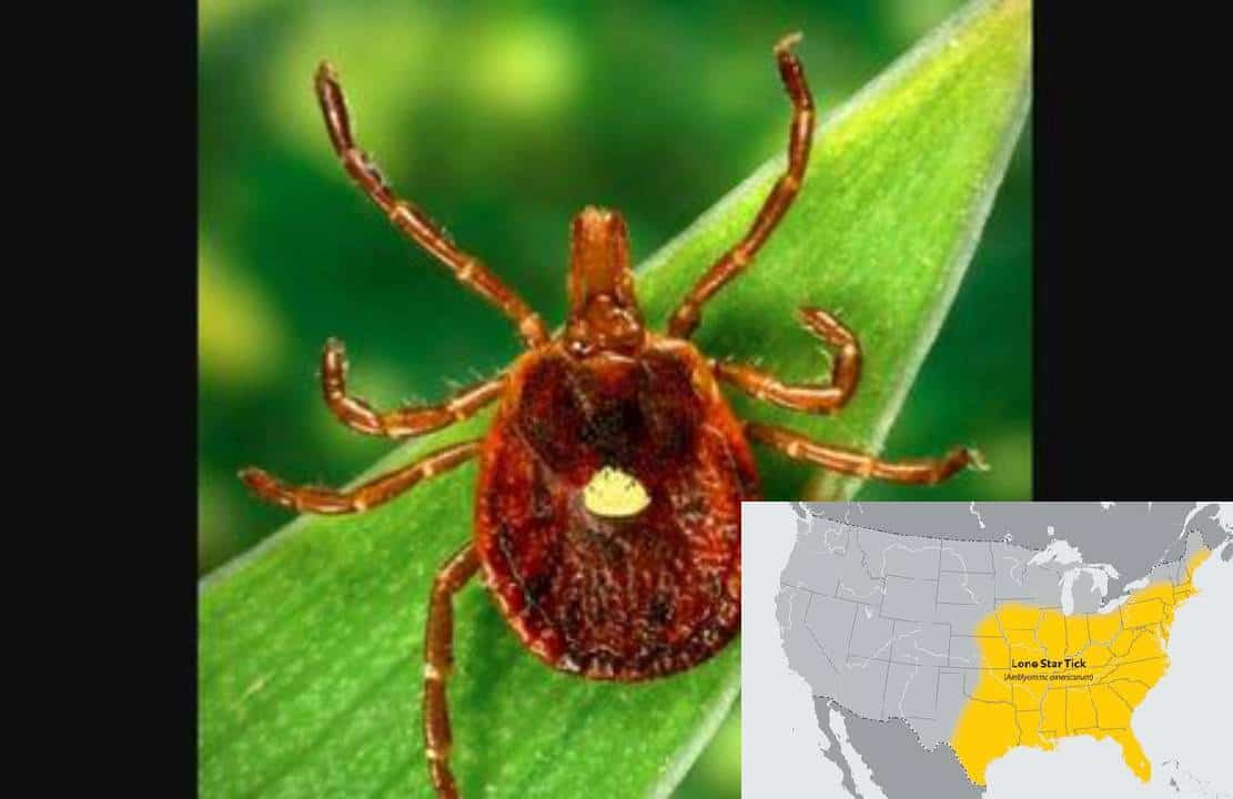 ‏ה-CDC מזהיר מ'קרציית הבשר האדום' : "מתפשטת אלרגיה מסוכנת לבשר אדום הנגרמת על ידי קרציות"