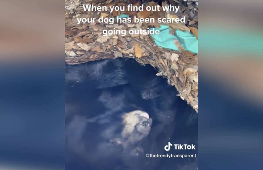 ‏משפחה מקונטיקט מצאה דוב שחור בתרדמת מתחת לסיפון ביתם: "לא מפריע לנו" ‏ - הקימו לו אפילו עמוד אינסטגרם