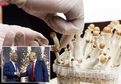 טיפול נפשי בפסיכדליים: ממשל טראמפ סולל דרך אלטרנטיבית