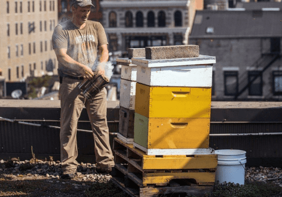 ניו יורק: בראש השנה הזה אוכלים דבש מקומי מגג של בית ספר לריקוד