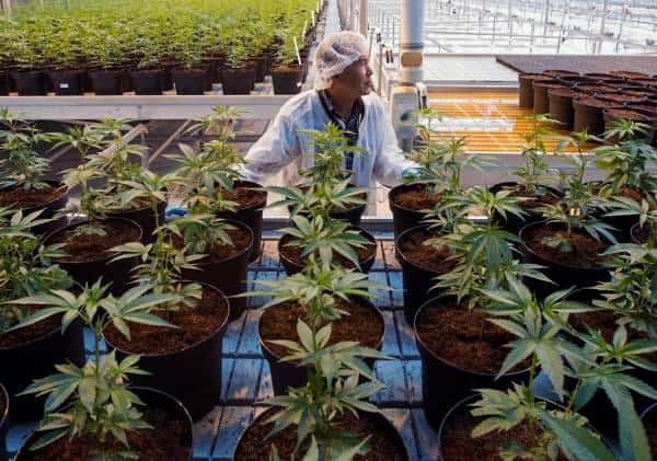 הוואי מאשרת את השימוש במריחואנה