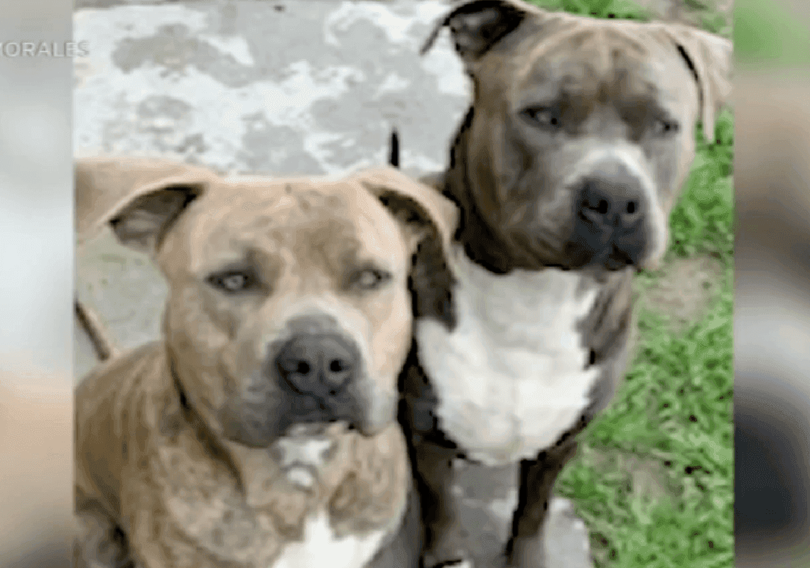 קליפורניה: אמא דקרה למוות את שני הפיטבולים שלה - שתקפו את בתה בת השנה 