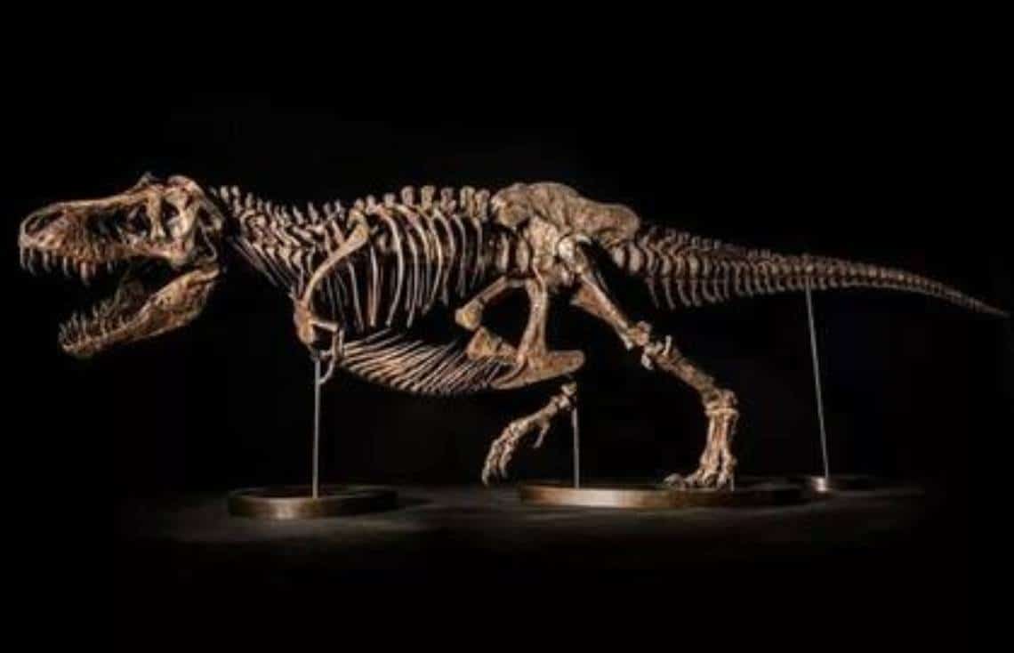 עצם העניין: ‏מישהו בדרך לשלם 25 מיליון דולרים על טי-רקס ענק במכירה פומבית