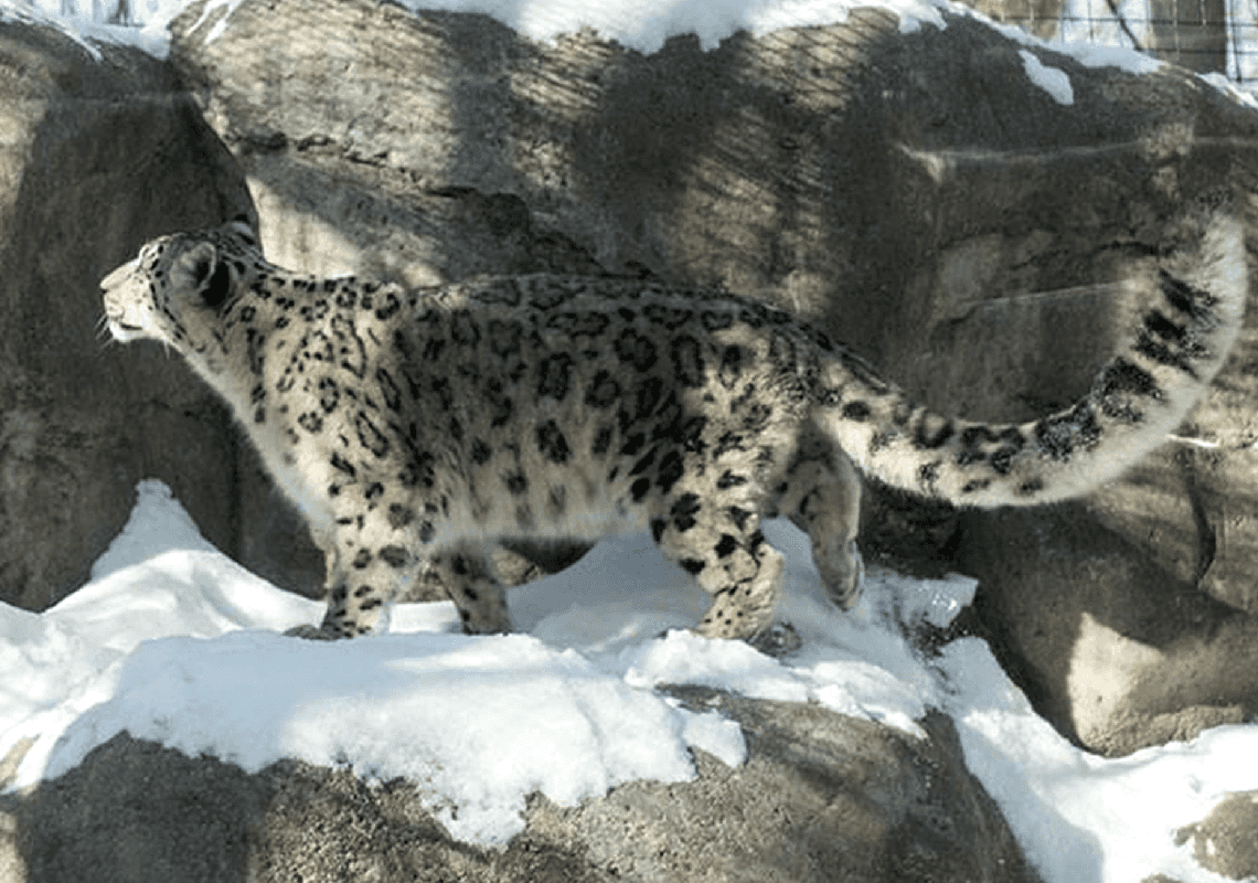 לא רק בני אדם: שלושה נמרים בגן חיות בנברסקה מתו כתוצאה מהקורונה