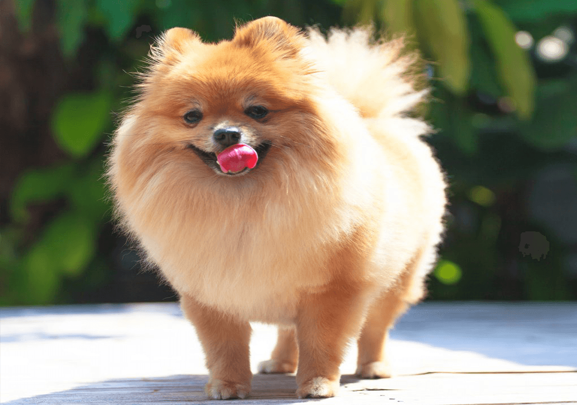 חדשות מטרידות: נגיף הקורונה לא פוסח על חברינו ההולכים על ארבע