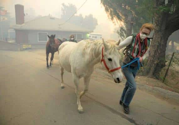 לוס אנג'לס: בעקבות מותם של 29 סוסים בשריפה הגדולה - שינוי במדיניות פינוי בעלי חיים במקרי חירום