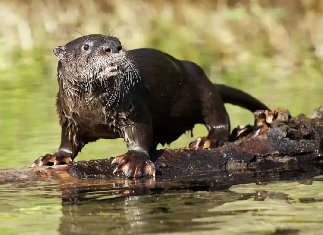 לוטרה גררה ילד לנהר בהתקפה נדירה