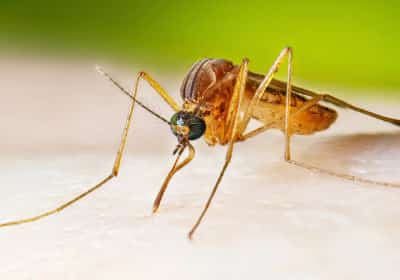 נתוני תחלואה מדאיגים: זינוק במקרי נגיף הנילוס המערבי בארה"ב