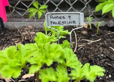 גן לפלסטין בניו יורק זכה בבית המשפט: שופט חסם את ניסיון העירייה לסגור גן קהילתי פרו-פלסטיני