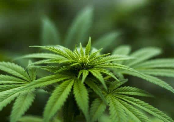 למרות השאיפות הגדולות, הרווח ממיסוי שוק המריחואנה החוקית בקליפורניה לא גבוה בכלל