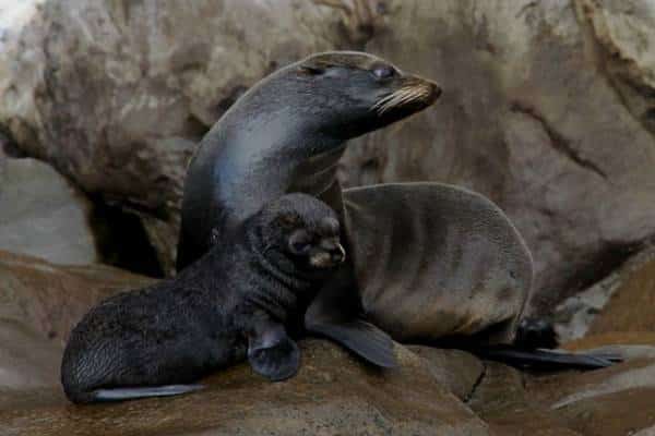 החיים על פי כלב ים פרוותי: באקווריום של בוסטון ממתינה לכם החוויה החמודה ביותר של הקיץ