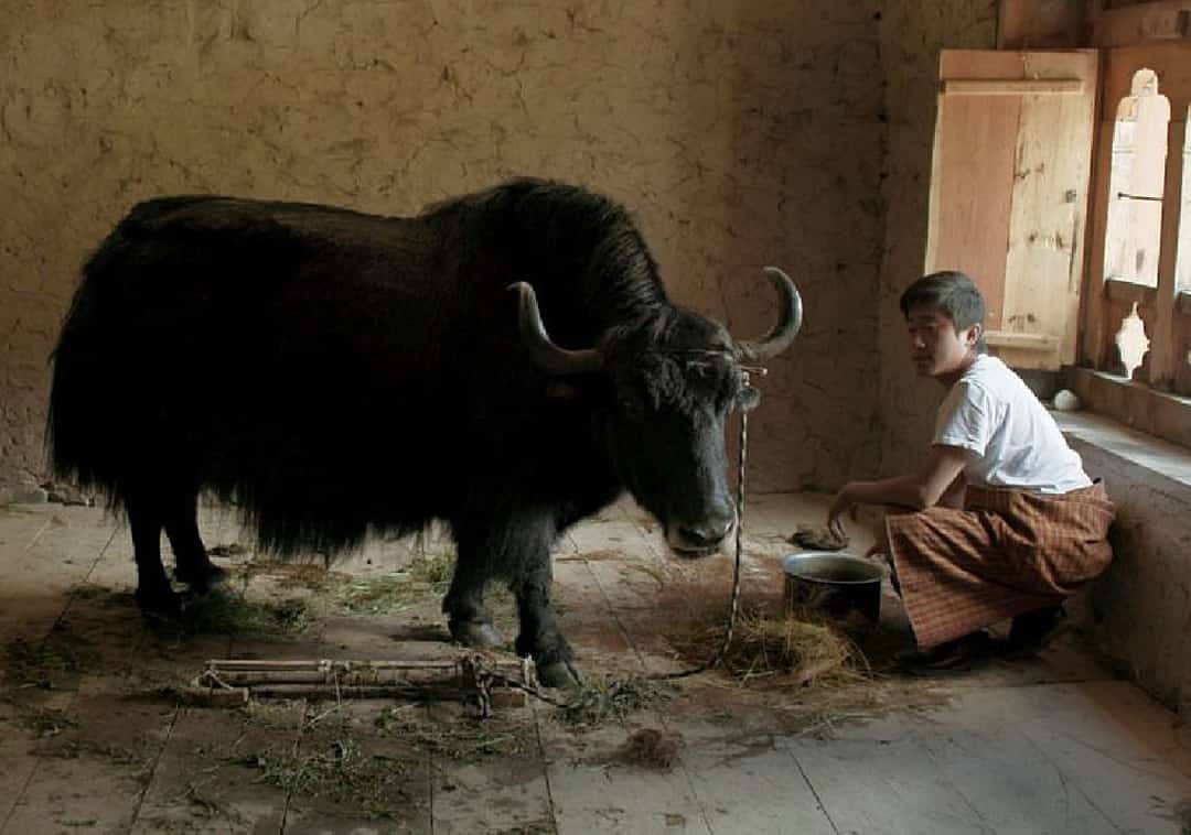 אחד מחמשת המועמדים לאוסקר הבינלאומי: ״לונאנה יש יאק בכיתה״