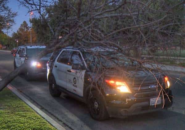 לוס אנג'לס סוערת: עצים קרסו, עשרות אלפים נותרו ללא חשמל