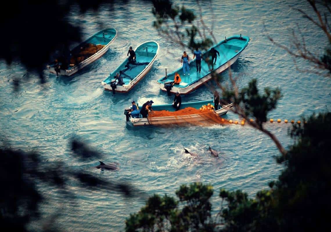 אוכלים דגים? כנראה שתפסיקו אחרי שתצפו בסרט הזה